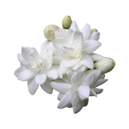 Jasmine