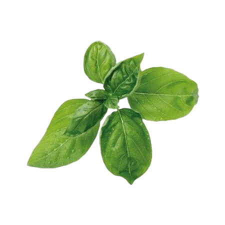Sweet Basil 30 Gm